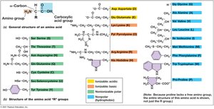 Structure of Genetically Encoded Amino Acids