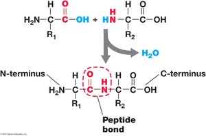 Peptide Bond Formation