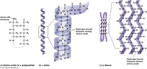 Secondary Structure of Polypeptides
