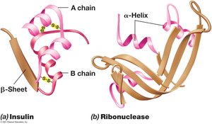 Tertiary Structure of Polypeptides