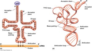 Structure of a Transfer RNA
