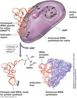 Aminoacyl-tRNA Synthetase