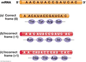 Possible Reading Frames in an mRNA