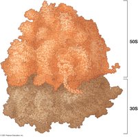 Ribosome Structure