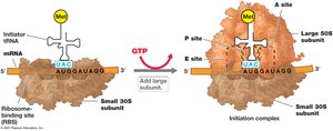Ribosome and Initiation of Protein Synthesis