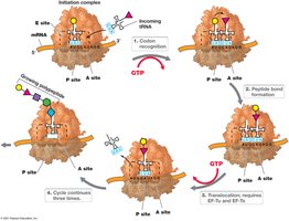 Elongation Cycle of Translation