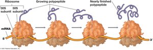 Polysomes