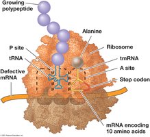 Freeing of a Stalled Ribosome by tmRNA