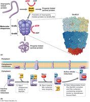 Activity of Chaperone Proteins