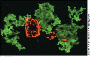 Secretion of Halomucin