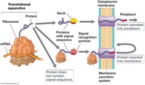 Export of Proteins via SecA Secretory System