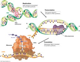 Synthesis of Informational Macromolecules