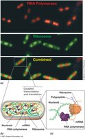 Coupled Transcription and Translation in Prokaryotic Cells