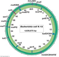 Chromosome of Escherichia coli K-12