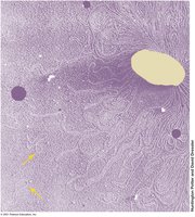 Bacterial Chromosome and Plasmids