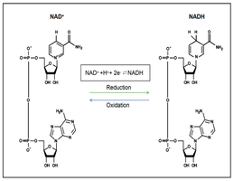 NAD+ to NADH redox cycle