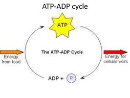 ATP-ADP cycle diagram
