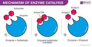 Enzyme-substrate complex mechanism