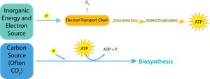 Chemolithotrophy and energy flow