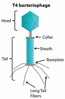 T4 bacteriophage structure