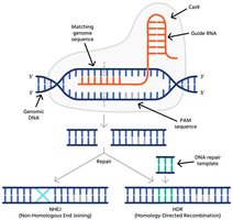 CRISPR gene editing repair pathways