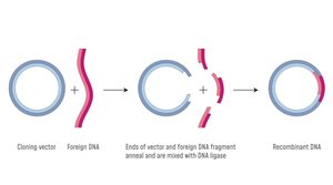 Recombinant DNA technology: gene insertion into plasmid