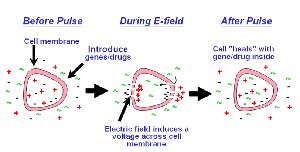 Electroporation process for bacterial transformation