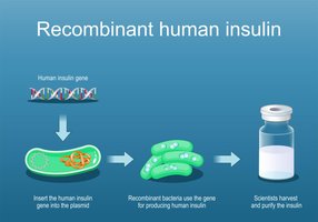 Recombinant human insulin production