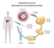 Hepatitis B vaccine development using recombinant technology