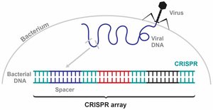 CRISPR array and viral DNA integration
