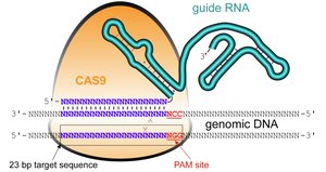 Cas9 and guide RNA mechanism