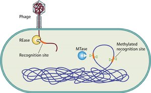 Restriction-modification system in bacteria
