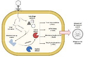 Abortive infection system in bacteria