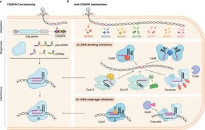 CRISPR-Cas immunity and anti-CRISPR mechanisms