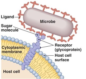 Microbial adhesion to host cell