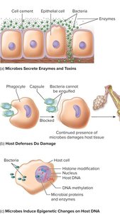 Mechanisms of microbial damage