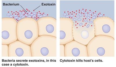 Exotoxins vs. endotoxins