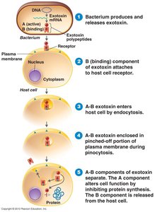 A-B toxin mechanism