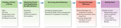 Steps in microbial pathogenesis