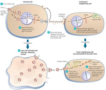 Actions of alpha and beta interferons