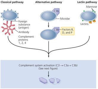 Pathways by which complement is activated