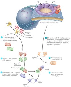 The classical pathway and the complement cascade