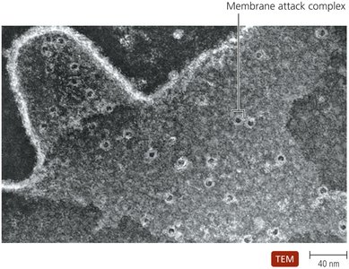 Membrane attack complexes
