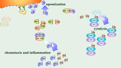 Complement system results: opsonization, cytolysis, chemotaxis and inflammation