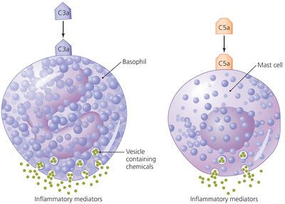 Stimulation of inflammation by complement