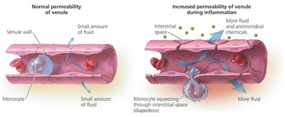 Increased vascular permeability during inflammation