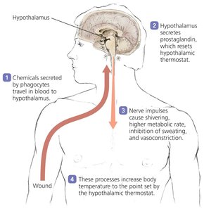 Theoretical explanation for the production of fever in response to infection