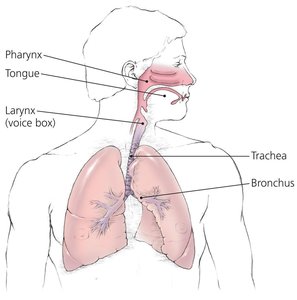 Structure of the respiratory system lined with mucous membrane
