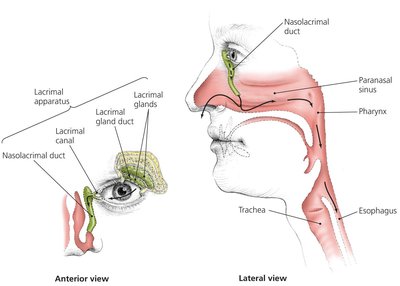 The lacrimal apparatus