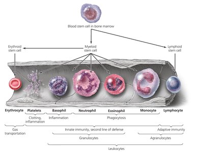 Schematic representation of hematopoiesis